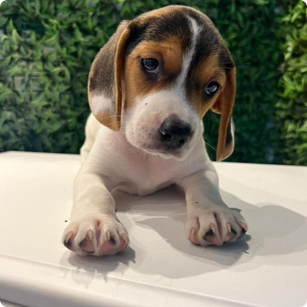 filhote_beagle_01