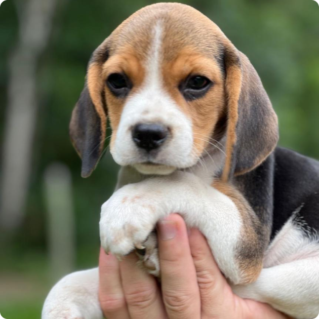 filhote_beagle_02