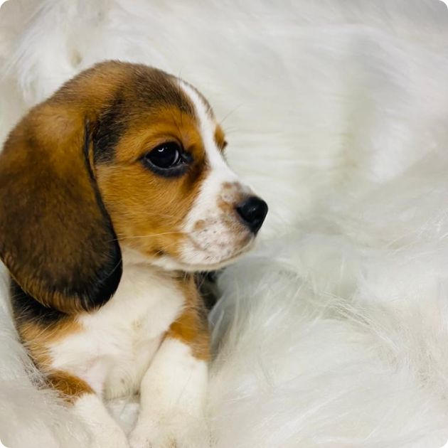 filhote_beagle_03