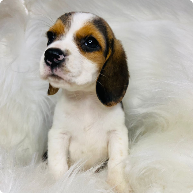 filhote_beagle_04