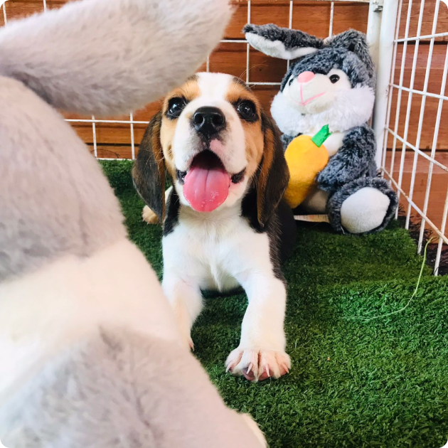 filhote_beagle_05