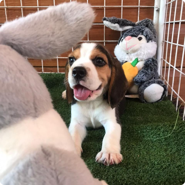 filhote_beagle_06