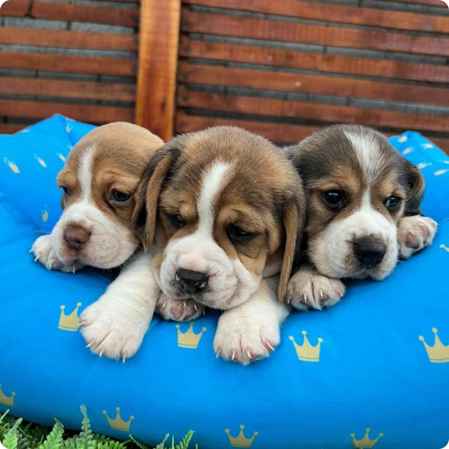 filhote_beagle_07