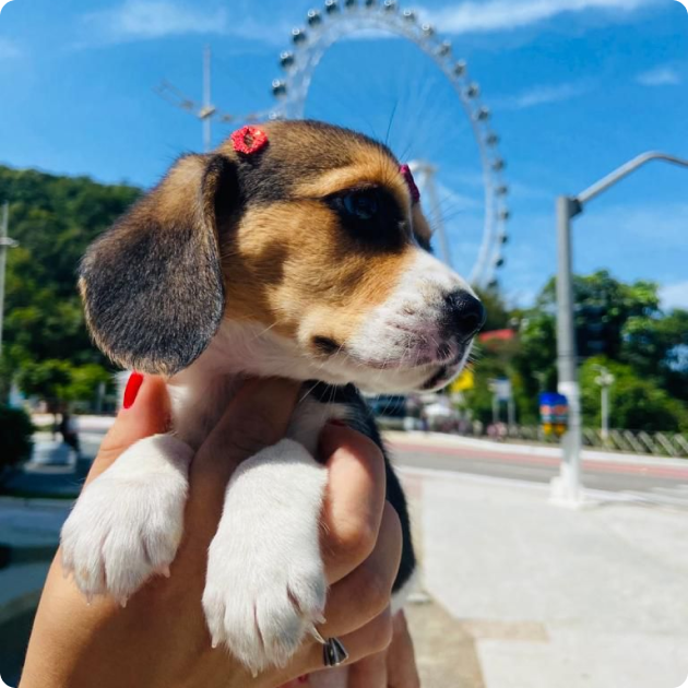 filhote_beagle_08