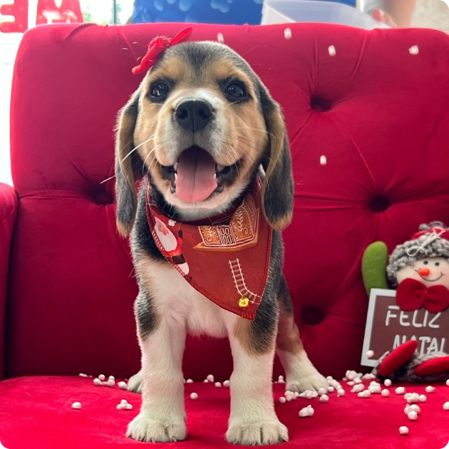 filhote_beagle_09