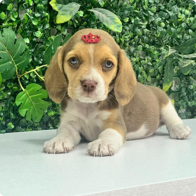 filhote_beagle_10