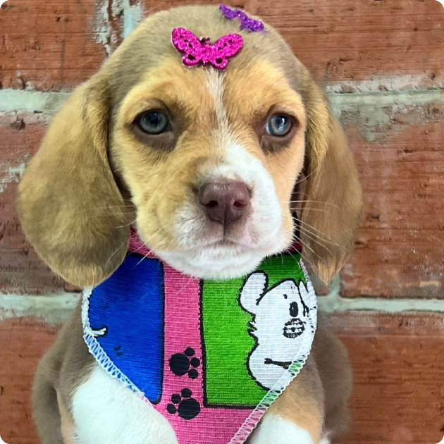 filhote_beagle_11
