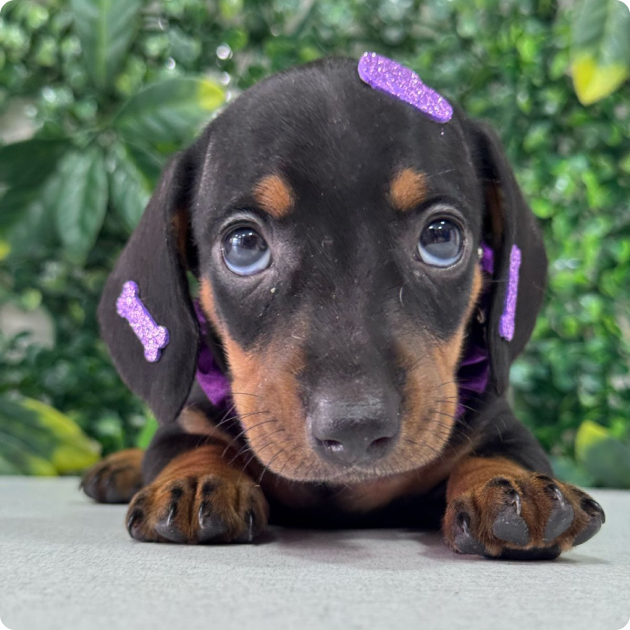 filhote_dachshund_02