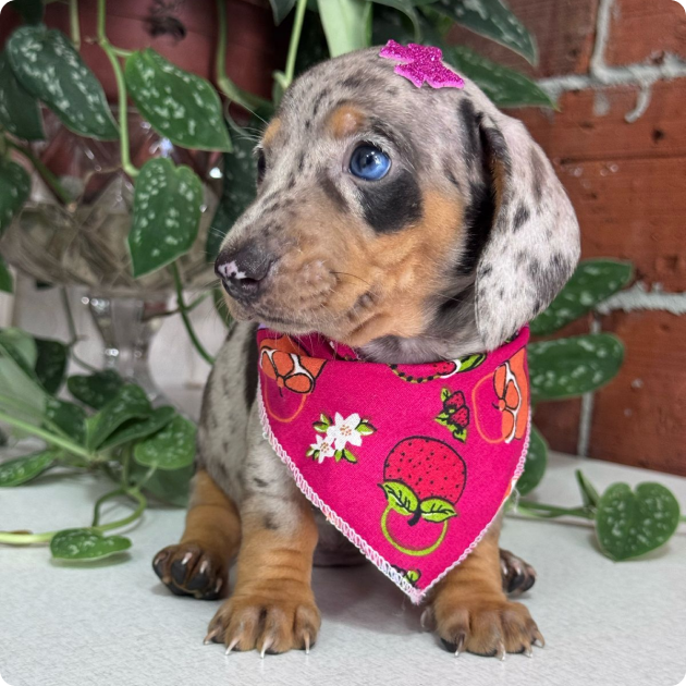 filhote_dachshund_03