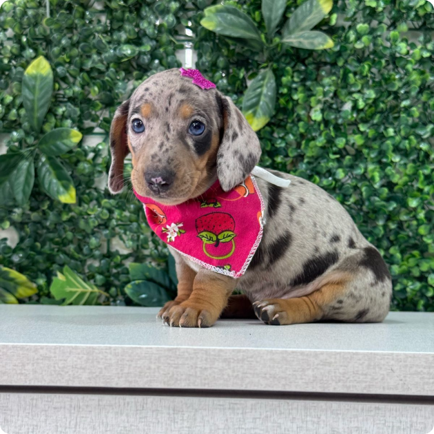 filhote_dachshund_04