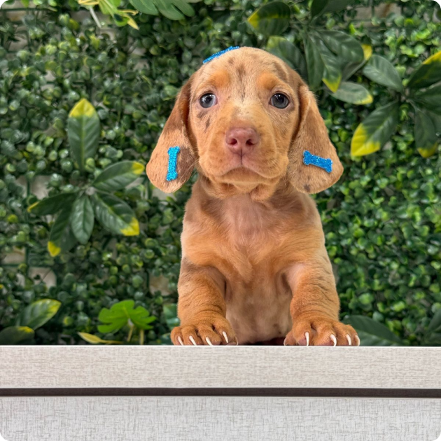 filhote_dachshund_05