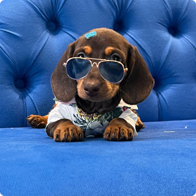 filhote_dachshund_06
