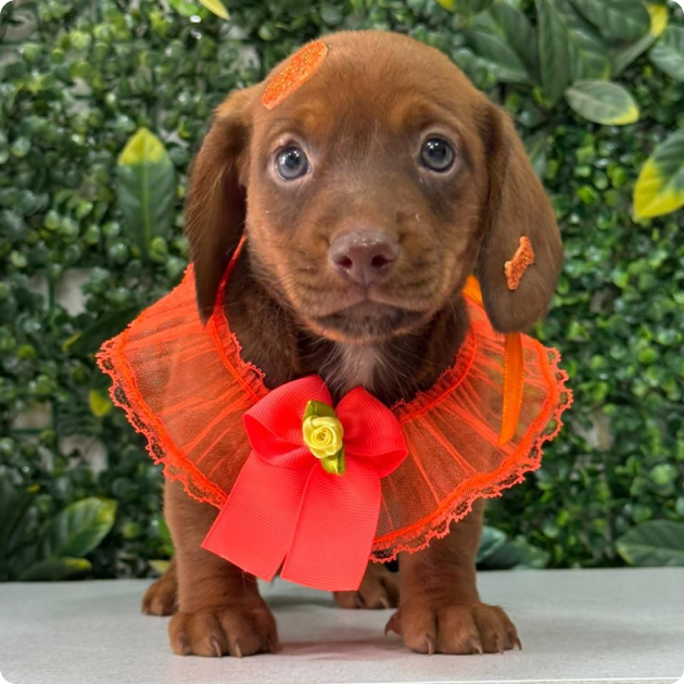 filhote_dachshund_07