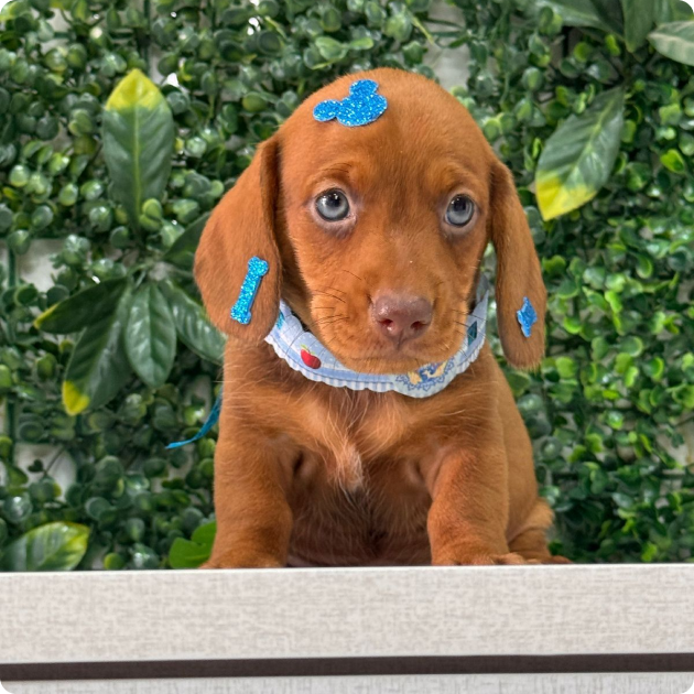 filhote_dachshund_08