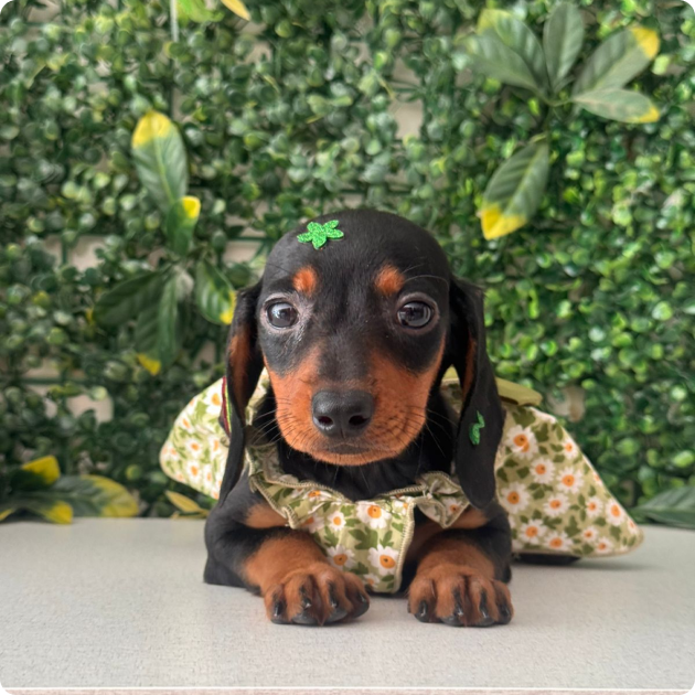 filhote_dachshund_09