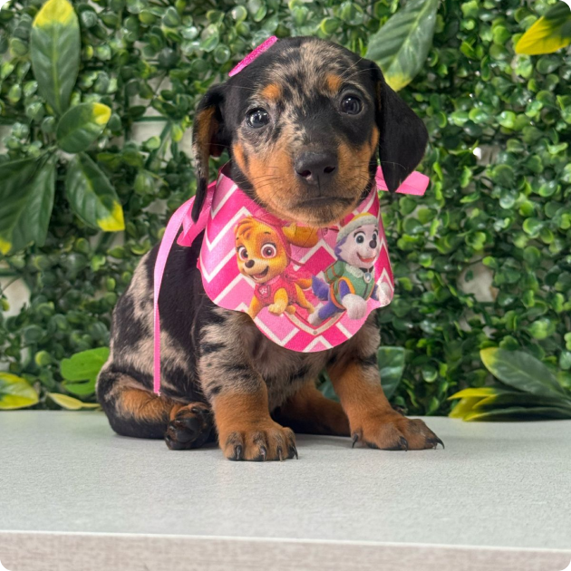 filhote_dachshund_10