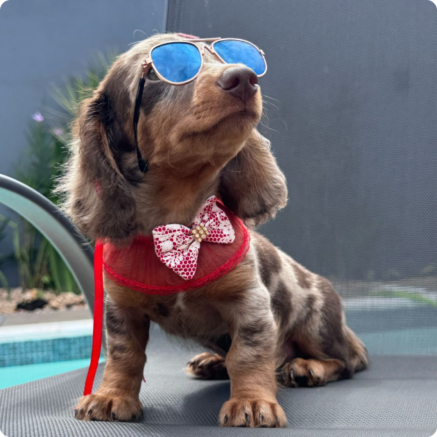 filhote_dachshund_11