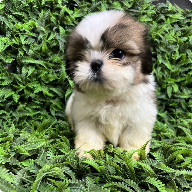 filhote_de_shih_tzu_01