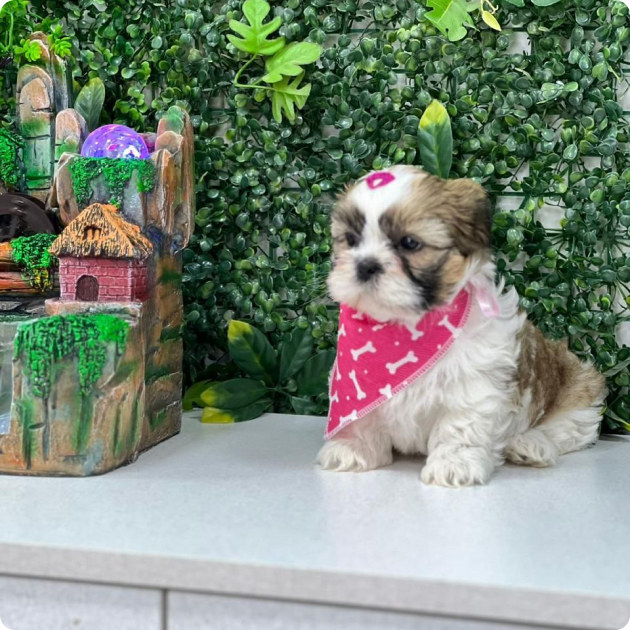 filhote_de_shih_tzu_02