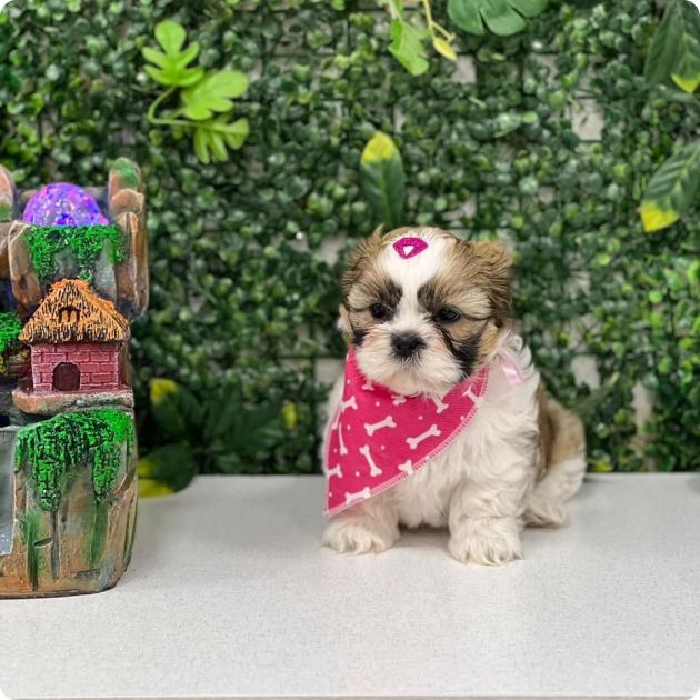 filhote_de_shih_tzu_03