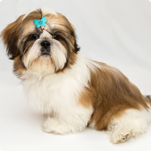 filhote_de_shih_tzu_04