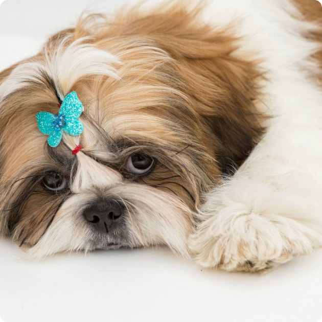 filhote_de_shih_tzu_05