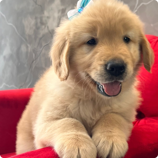 filhote_golden_01