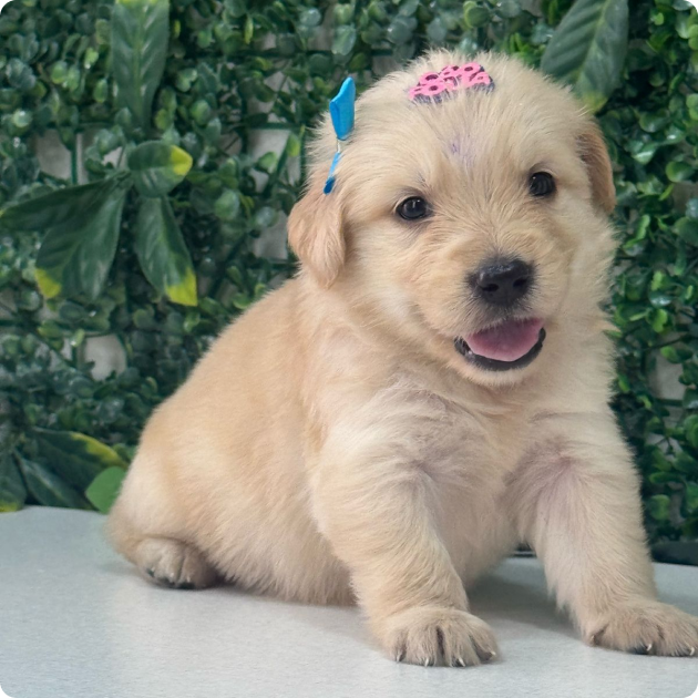 filhote_golden_02