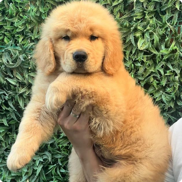 filhote_golden_03