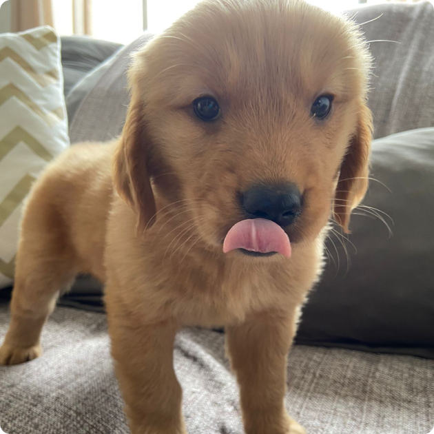 filhote_golden_05