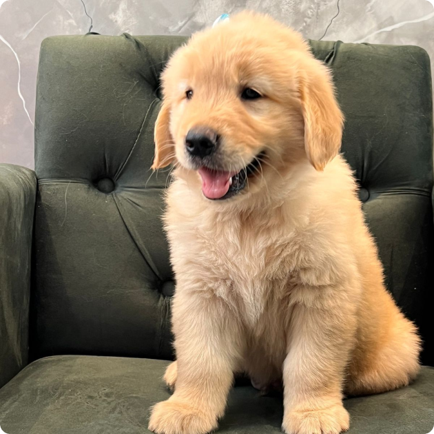 filhote_golden_06