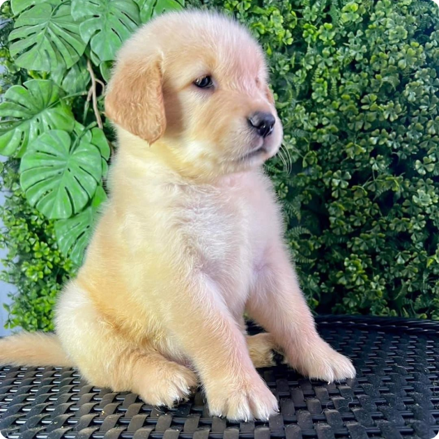 filhote_golden_08