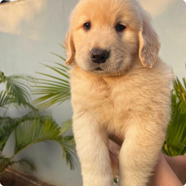 filhote_golden_09