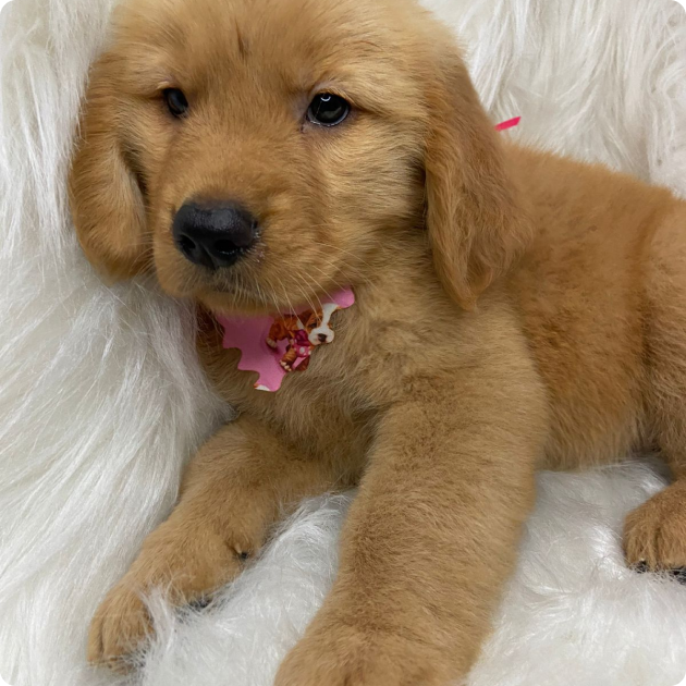 filhote_golden_10